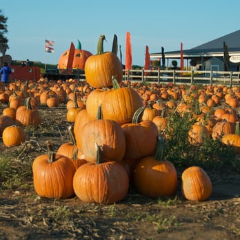 Helen's Greenhouse - Taken October 25, 2014. - Farmers Market Near Me - Aquebogue, New York