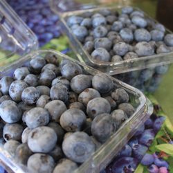 Burlington County Agricultural Center - Jersey Blueberries