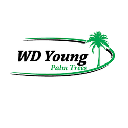 WD Young Palm Trees