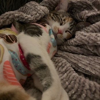 Kitten Rescue - Petunia napping in her post surgical onesie - Animal Shelters Near Me - North Hollywood, California Kitten Rescue - Petunia napping in her post surgical onesie - Animal Shelters Near Me - North Hollywood, California