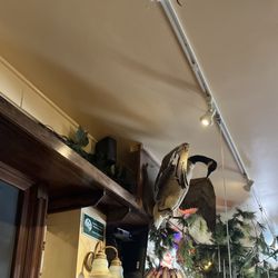Moose Tooth Grill