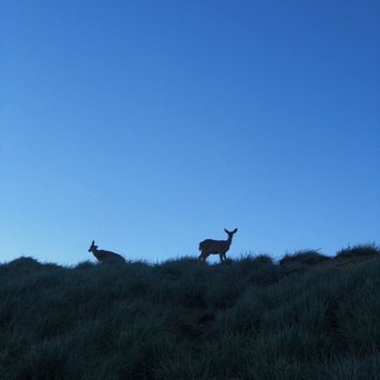 Point Reyes National Seashore - Lighthouse - Deer on path of the trail to the lighthouse - Landmarks & Historical Buildings Near Me - Point Reyes Station, California Point Reyes National Seashore - Lighthouse - Deer on path of the trail to the lighthouse - Landmarks & Historical Buildings Near Me - Point Reyes Station, California