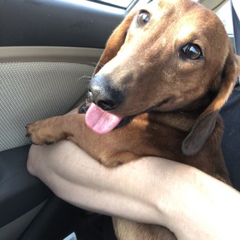 Dream A Dream Dachshunds - Pet Groomers Near Me - Pflugerville, Texas