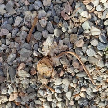 Rodriguez Landscaping - Weed stump. - Gardeners Near Me Rodriguez Landscaping - Weed stump. - Gardeners Near Me