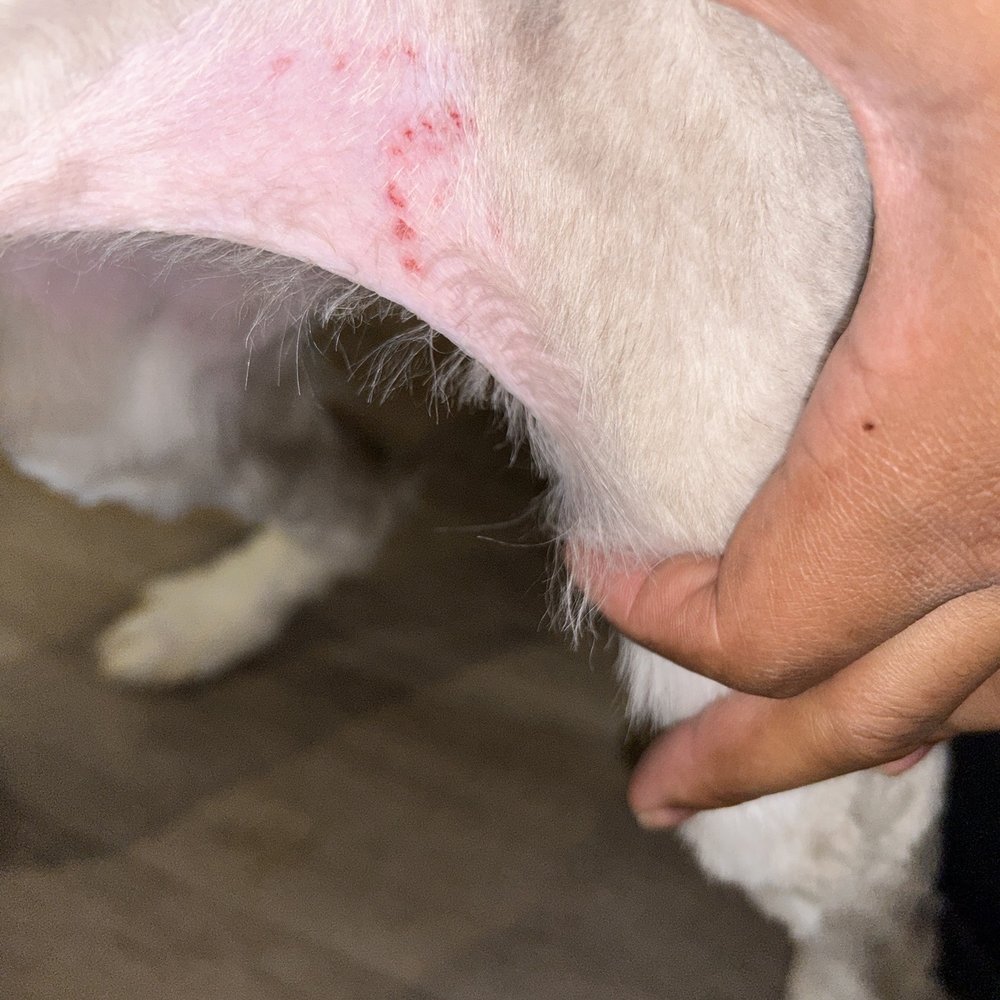 The Top 10 Most Common Dog Grooming Injuries And How To