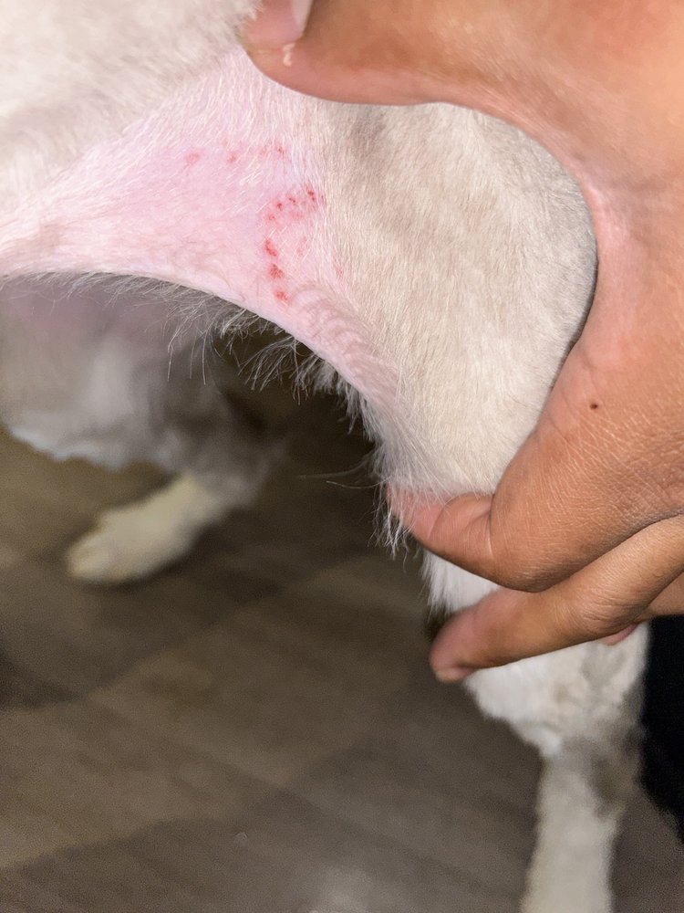 Photos of JUST PAWS PET SALON Updated August 2024 15 Photos & 11