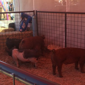 Marin County Fair - Festivals Near Me - San Rafael, California Marin County Fair - Festivals Near Me - San Rafael, California