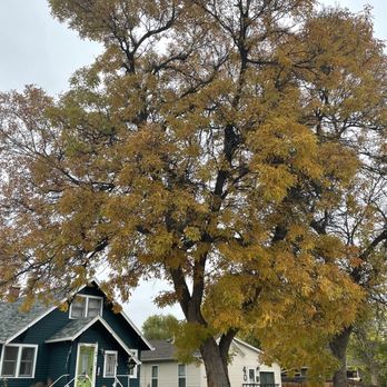 Make Like A Tree - Professional Tree Care - Tree Services Near Me - Billings, Montana Make Like A Tree - Professional Tree Care - Tree Services Near Me - Billings, Montana