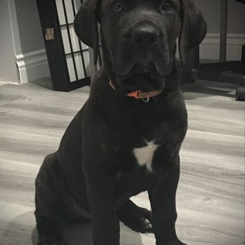 Roam Vet - Patient Thanos - Veterinarians Near Me