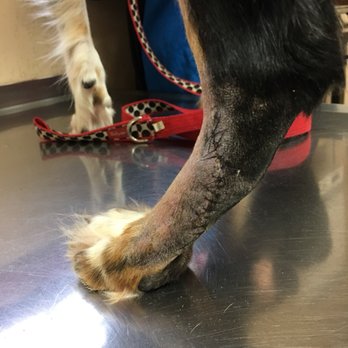 Olympia Pet Emergency - Veterinarians Near Me - Lacey, Washington Olympia Pet Emergency - Veterinarians Near Me - Lacey, Washington
