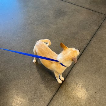 PetSmart - Pet Training Near Me - EL PASO, Texas