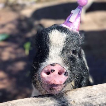 SoCalMiniPigs - 1st birthday party! - Pet Breeders Near Me - Valley Center, California