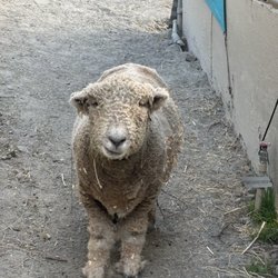 Laughing Pony Rescue - Popcorn