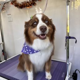 Koda's most recent groom with Hayley October 2024 Koda's most recent groom with Hayley October 2024