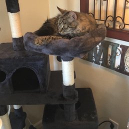 He loves his new cat tree!