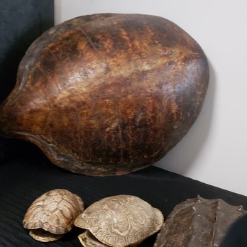 EcoVivarium - Turtle shell - Museums Near Me - Escondido, California EcoVivarium - Turtle shell - Museums Near Me - Escondido, California