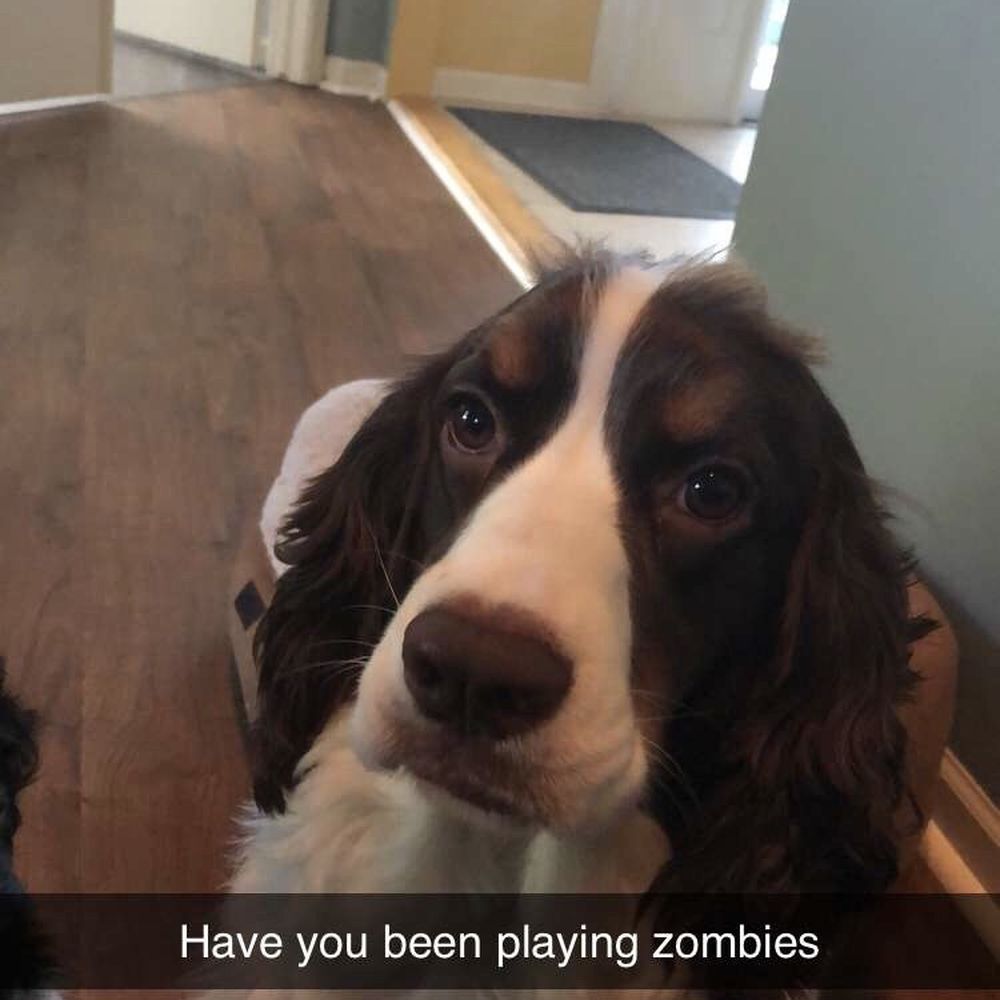 My dog Spike begging for a part of my sandwich. I captioned it with what he was thinking.