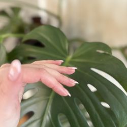 Nails Or Never