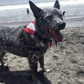 Coronado Dog Beach - Beaches Near Me - Coronado, California