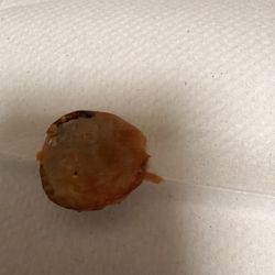 Umberto's of Sayville - That's one of the sausages from the sausage roll