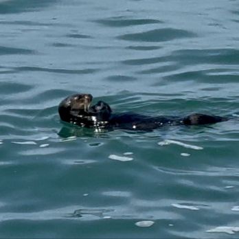 The Fish Hopper - Sea otters less than 30 feet away from our table! - Seafood Near Me - Monterey, California The Fish Hopper - Sea otters less than 30 feet away from our table! - Seafood Near Me - Monterey, California