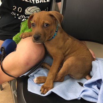 Old Town Animal Hospital - Way back when it was his first ever vet visit - Veterinarians Near Me - Katy, Texas
