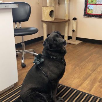 Williams Veterinary Wellness - Veterinarians Near Me - Williams, Arizona Williams Veterinary Wellness - Veterinarians Near Me - Williams, Arizona