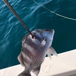 Snapper