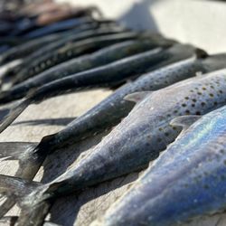 Extreme Fishing Habit Charters and Tours