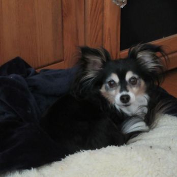 PetSmart - Pet Groomers Near Me - Lakewood, Washington PetSmart - Pet Groomers Near Me - Lakewood, Washington