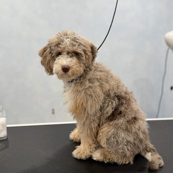 Beyond Fur - Before! - Pet Groomers Near Me - Elk Grove, California