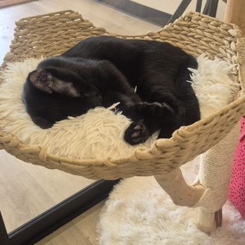 Fluffy Tail Cafe - Meeting kitties - Coffee & Tea Near Me - Tustin, California