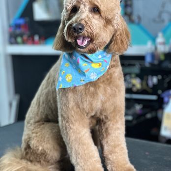 Polly Pawz - Pet Groomers Near Me Polly Pawz - Pet Groomers Near Me