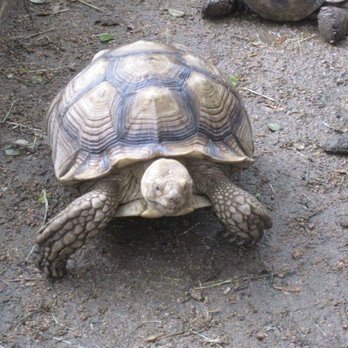 Austin Zoo - Zoos Near Me - Austin, Texas