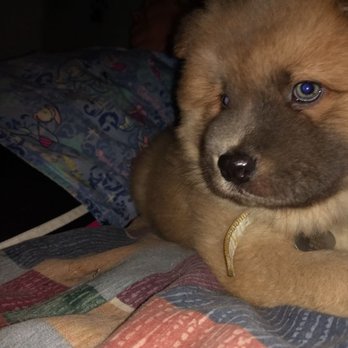 Pooches Playground - Rocky says I like when my friends come over for a sleepover!!!! - Pet Groomers Near Me - Arcadia, California Pooches Playground - Rocky says I like when my friends come over for a sleepover!!!! - Pet Groomers Near Me - Arcadia, California