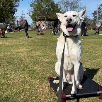 Sit Means Sit San Gabriel Valley - Pet Training Near Me - Glendora, California Sit Means Sit San Gabriel Valley - Pet Training Near Me - Glendora, California
