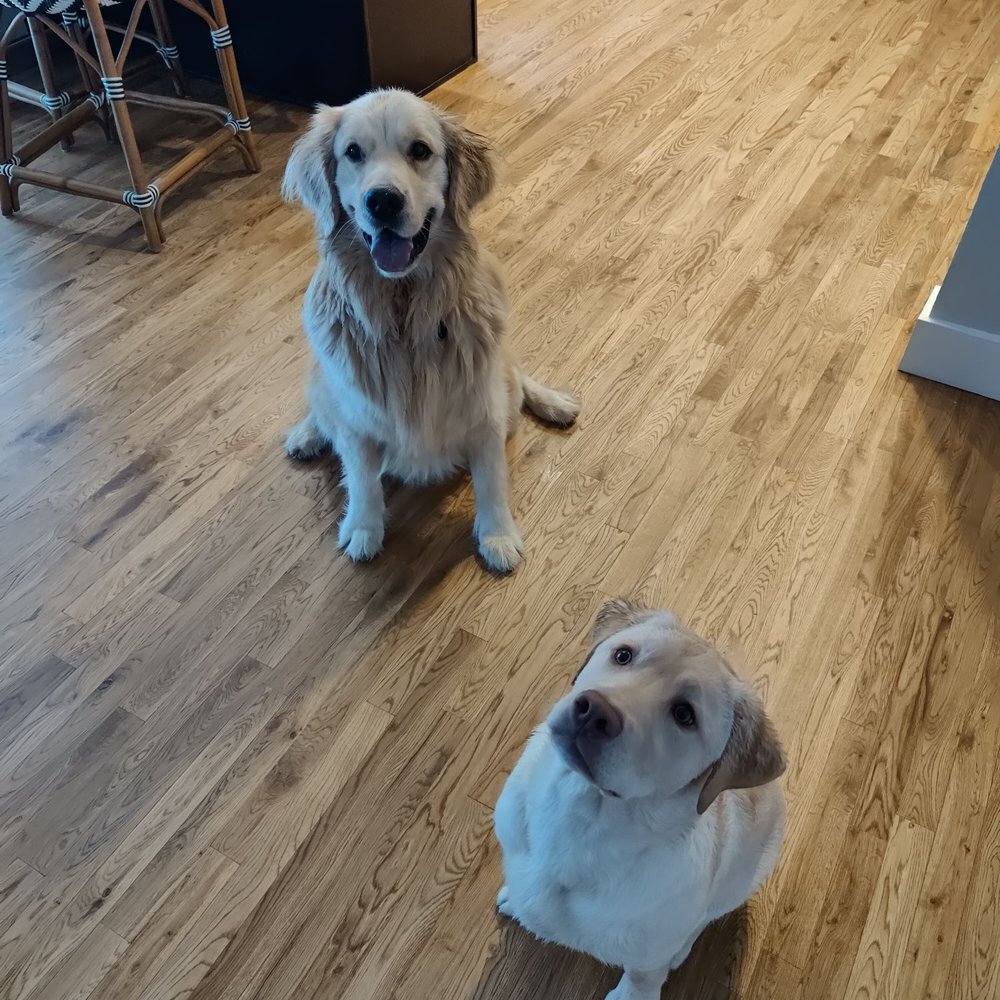 New Perspective Painting - Doggos love the new floors. - Painters Near Me New Perspective Painting - Doggos love the new floors. - Painters Near Me