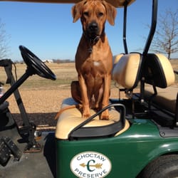 Choctaw Preserve - Jack at Choctaw Preserve. Sometimes he'd rather ride than run.
