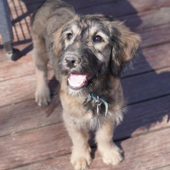 New Pittsburg Veterinary Clinic - Rosie was a Goldendoodle puppy trained and raised by Ms Barb to be a Service Dog.  Rosie lives in Minnesota working and loving life - Veterinarians Near Me - Wooster, Ohio