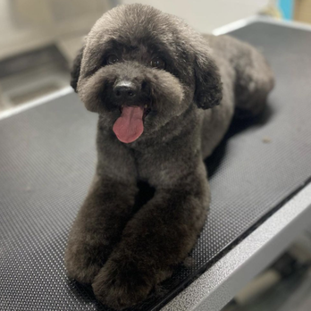 Canine Corner Grooming - Jessy was so fun to groom, he's such a fluffy boy - Pet Groomers Near Me - Pickering, Ontario