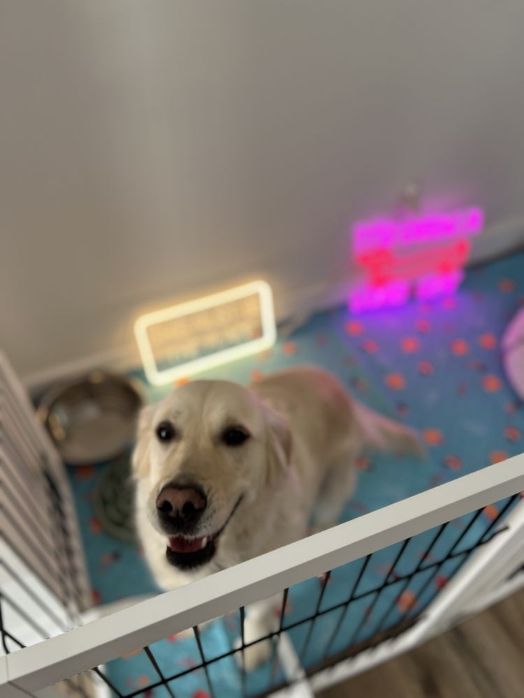 This Must Be The Place - pet boarding facility in Austin, TX