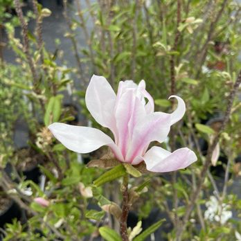 Longfellow's Greenhouses - And plenty of magnolias. - Nurseries & Gardening Near Me - Manchester, Maine Longfellow's Greenhouses - And plenty of magnolias. - Nurseries & Gardening Near Me - Manchester, Maine