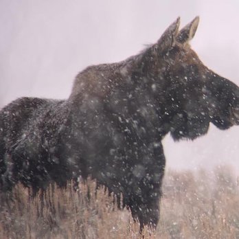 BrushBuck Wildlife Tours - Tours Near Me - Jackson, Wyoming