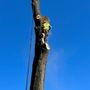 Photo of JC & G Tree Service