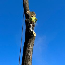 JC & G Tree Service - tree removal