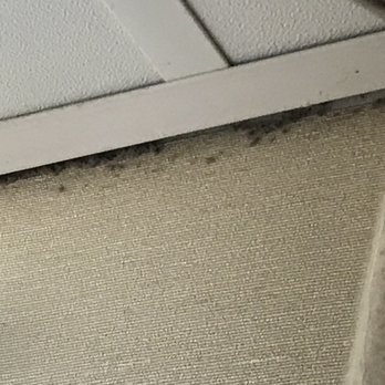 Quality Inn Oceanfront - Dirt or mold? Who knows. - Hotels Near Me - Ocean City, Maryland