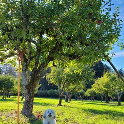 Apple-A-Day Ratzlaff Ranch