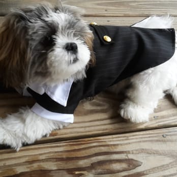 Puppy Boutique - All grown up in his formal attire - Pet Stores Near Me - Brooklyn, New York Puppy Boutique - All grown up in his formal attire - Pet Stores Near Me - Brooklyn, New York