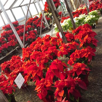 Turner's Gardenland - beautiful Christmas Poinsettias - Landscaping Near Me - Corpus Christi, Texas Turner's Gardenland - beautiful Christmas Poinsettias - Landscaping Near Me - Corpus Christi, Texas