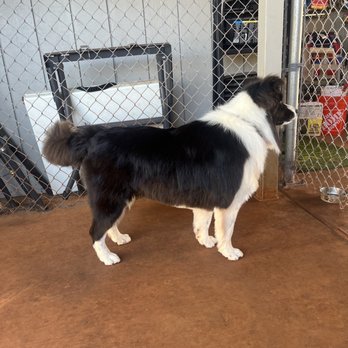 The Paw Spaw - You can see they trimmed his legs, belly, and tail but left his coat on tact! We are stoked! They kept his classic look! We love Paw Spaw! - Pet Groomers Near Me